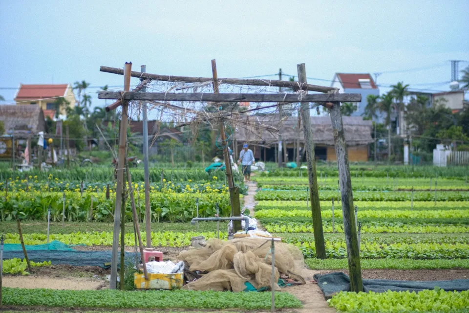 Luống rau mới xuống giống